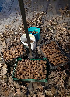 Varga Vendeghaz Totszerdahely