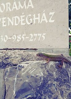Panorama Vendeghaz Villany