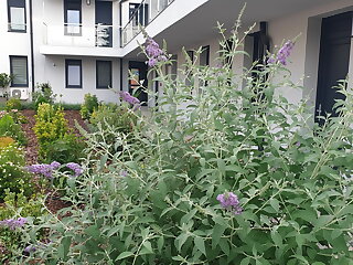 Silver Lodge Apartman Eger szállás