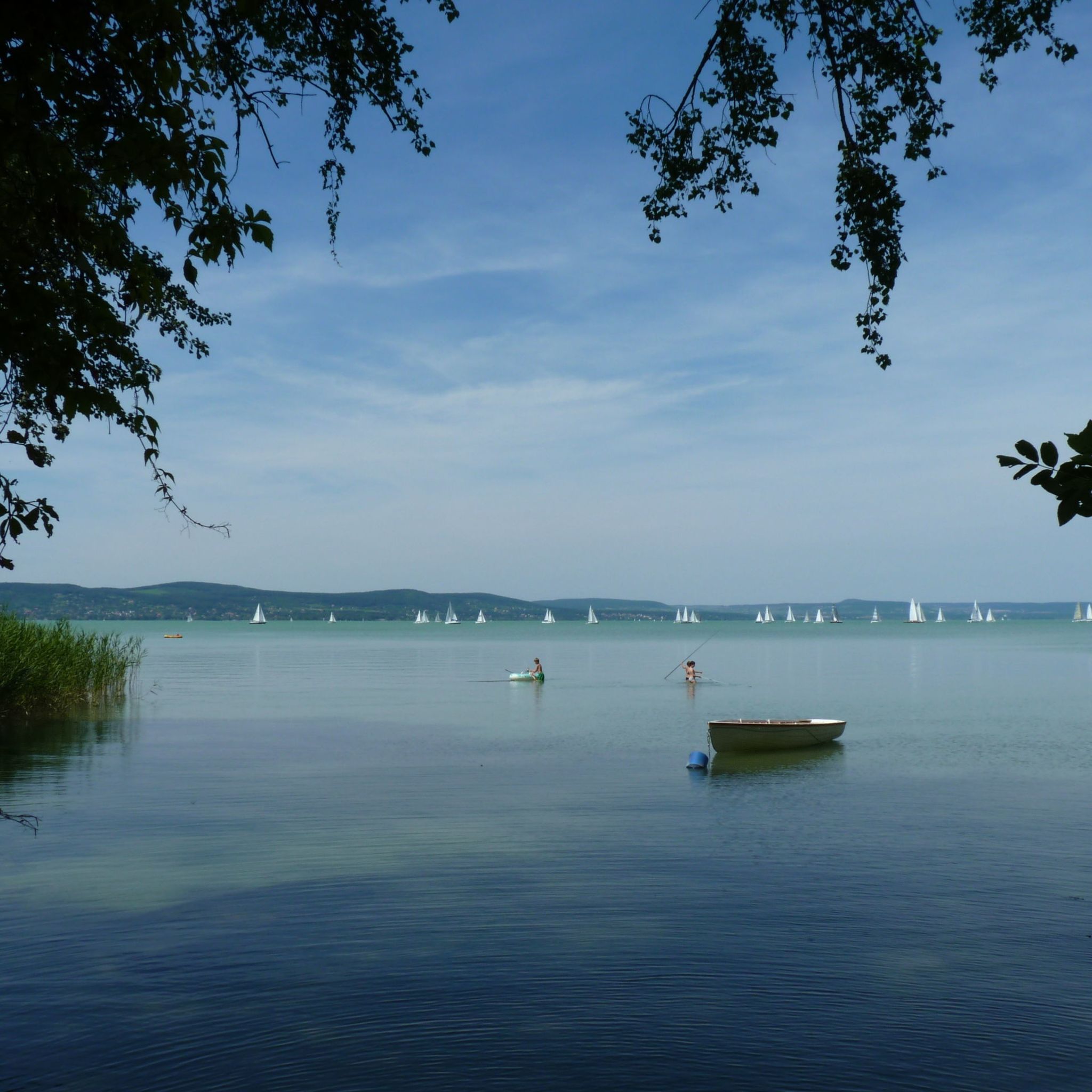 Platan Panzio Balatonboglar