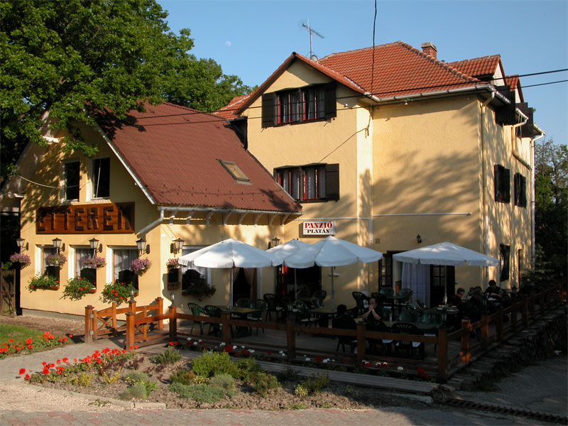 Platan Panzio Dobogoko