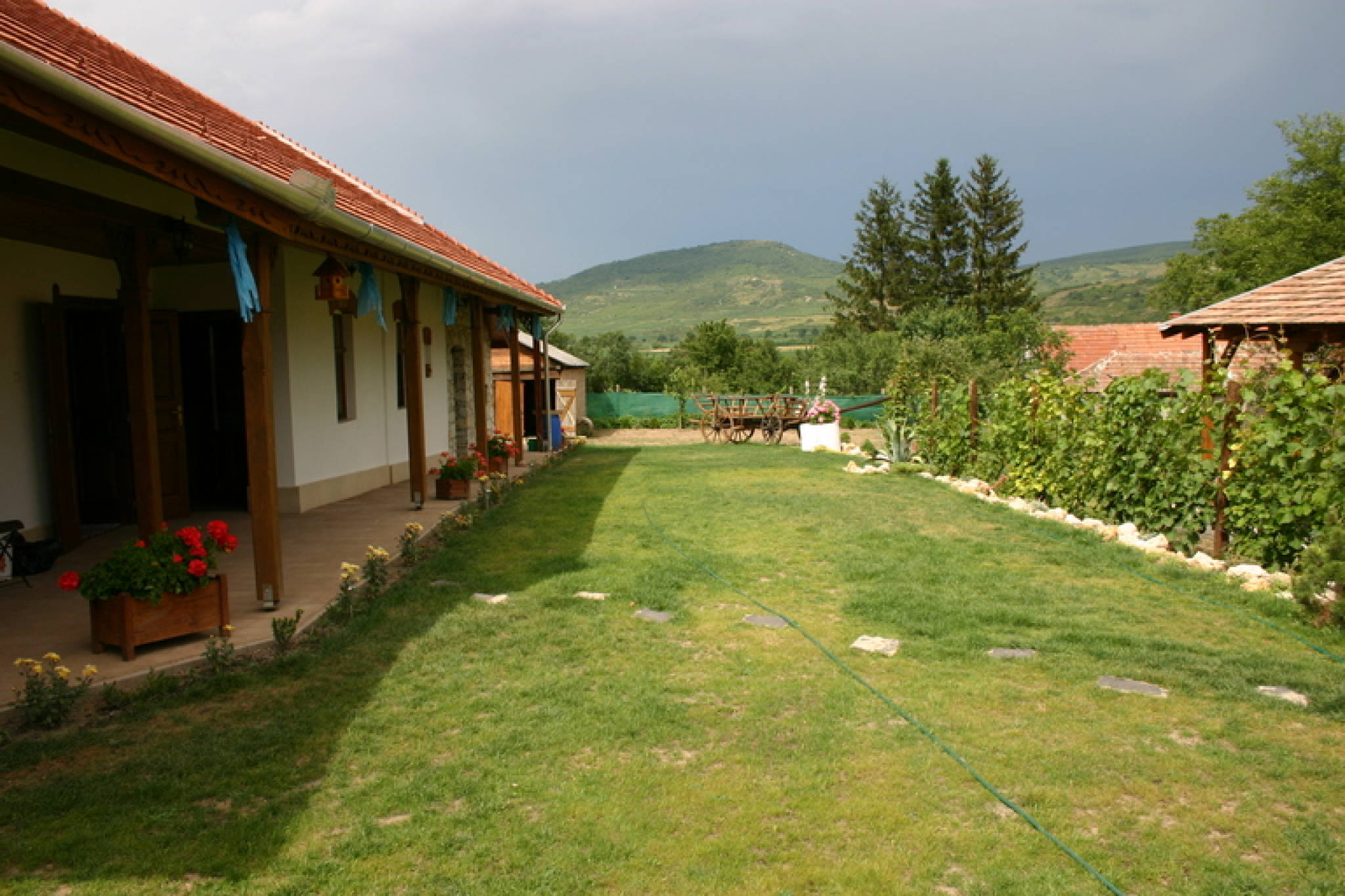 Tulipanos Vendeghaz Golop