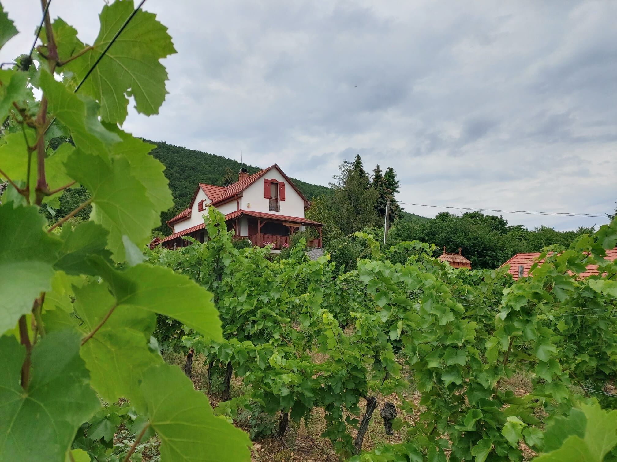Szolocskei Vendeghaz Es Piheno Eger