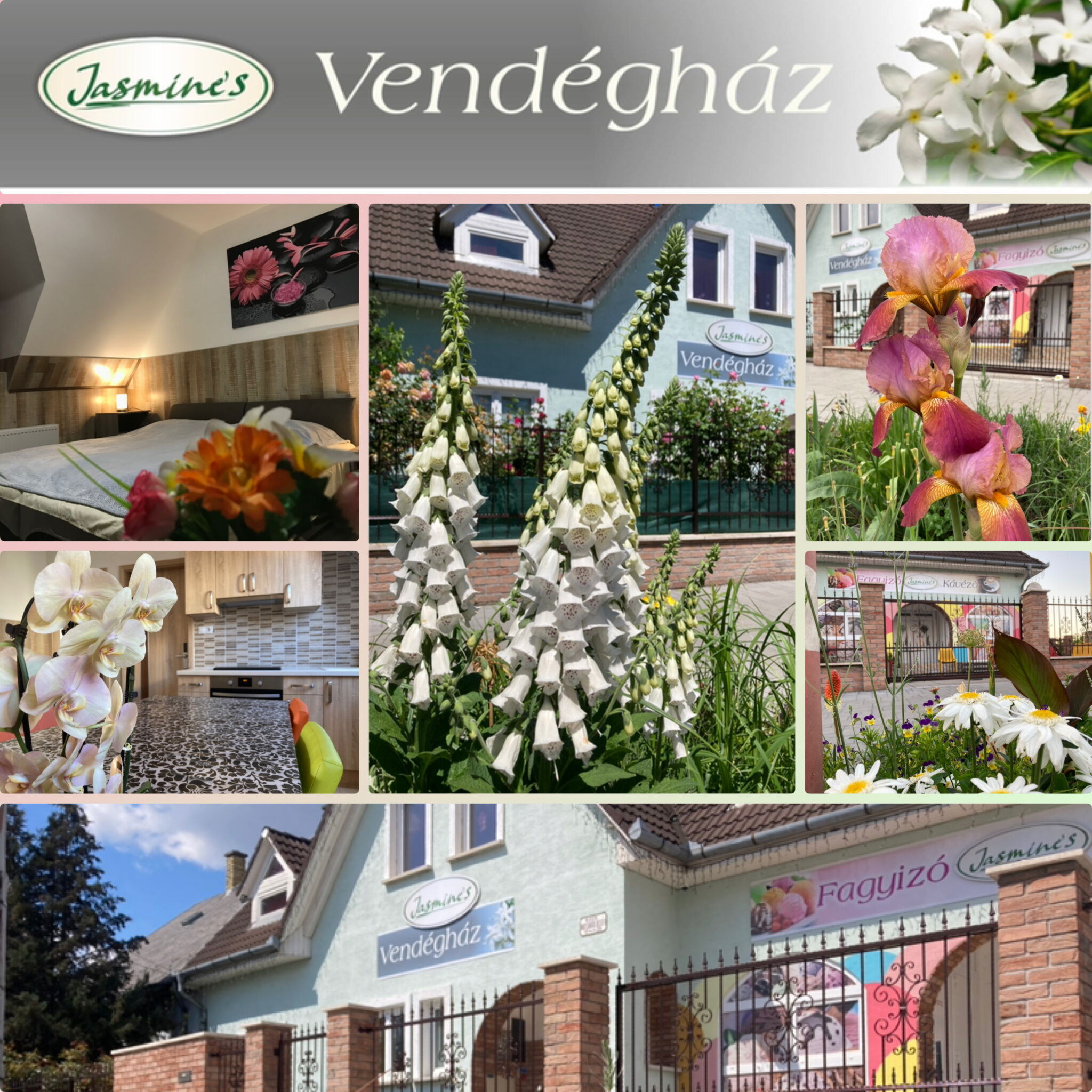 Jasmine S Vendeghaz Gyor