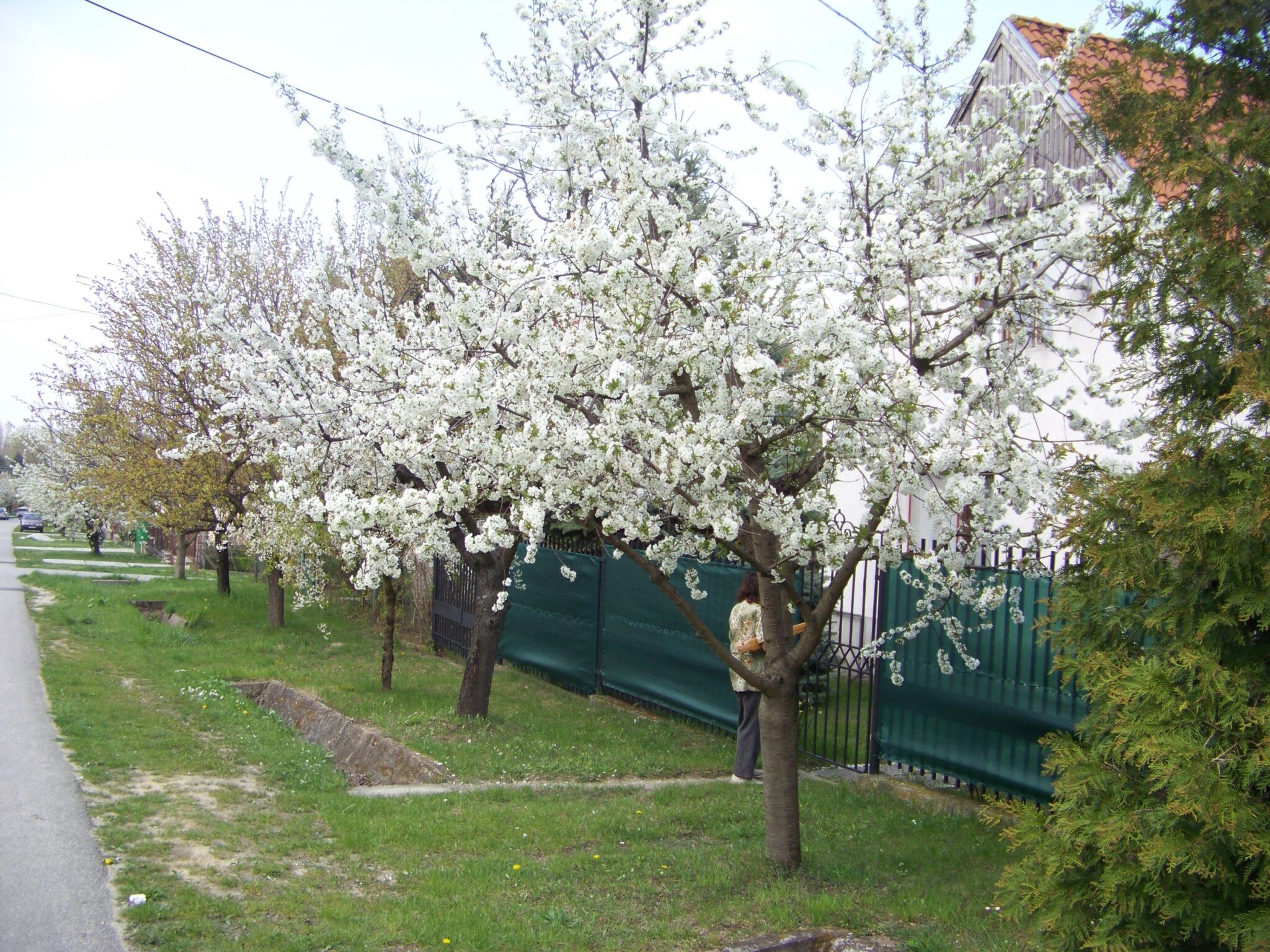 Nefelejcs Apartman Fertohomok