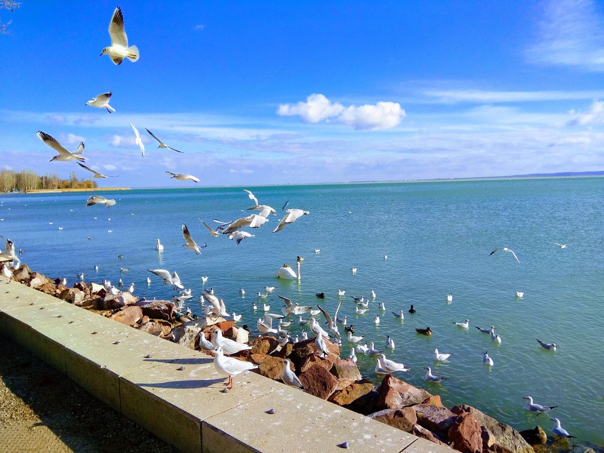 Diofa Lak Balatonalmadi